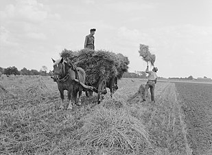 Vervoer van geoogste haver (Halle, 1957)