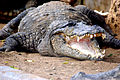 Open mouth of Crocodil