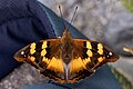 → Subject/Animals/Arthropods/Butterflies and Moths (Lepidoptera)