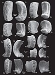 Ophiacanthidae (10.5852-ejt.2013.48) Figure 34.jpg