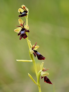Musinis ofris (Ophrys insectifera)