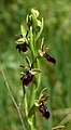 Ophrys × hybrida Germany - Tauberland