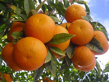 Oranges in the tree.JPG
