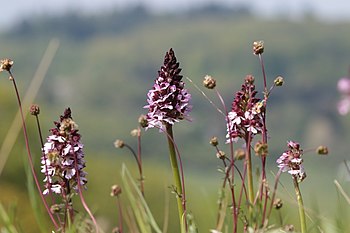 ഓർക്കിഡ് purpurea