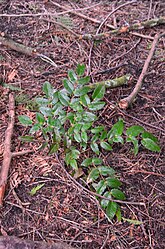 Oregon Grape that has not yet flowered Oregon Grape.jpg