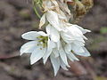 Ornithogalum thyrsoides