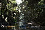 Thumbnail for Ourimbah Creek