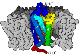 Illustration of a GPCR signaling protein. In response to a molecule such as a hormone binding to the exterior domain (blue) the GPCR changes shape and catalyzes a chemical reaction on the interior domain (red). The gray feature is the surrounding bilayer. PDB 1hzx 7TM Sketch Membrane.png