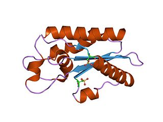 <span class="mw-page-title-main">Cysteine-rich secretory protein superfamily</span>