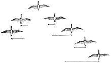 Large bird typically migrate in V echelon formations. There are significant aerodynamic gains. All birds can see ahead, and towards one side, making a good arrangement for protection. PSM V84 D217 2 Flocking habit of migratory birds fig5.jpg