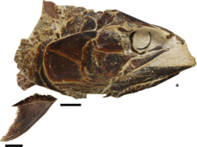 Pachycormus head (cropped).png