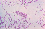 Miniatura para Paenibacillus polymyxa