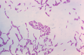 Beskrivelse af billedet Paenibacillus polymyxa PHIL19240.png.