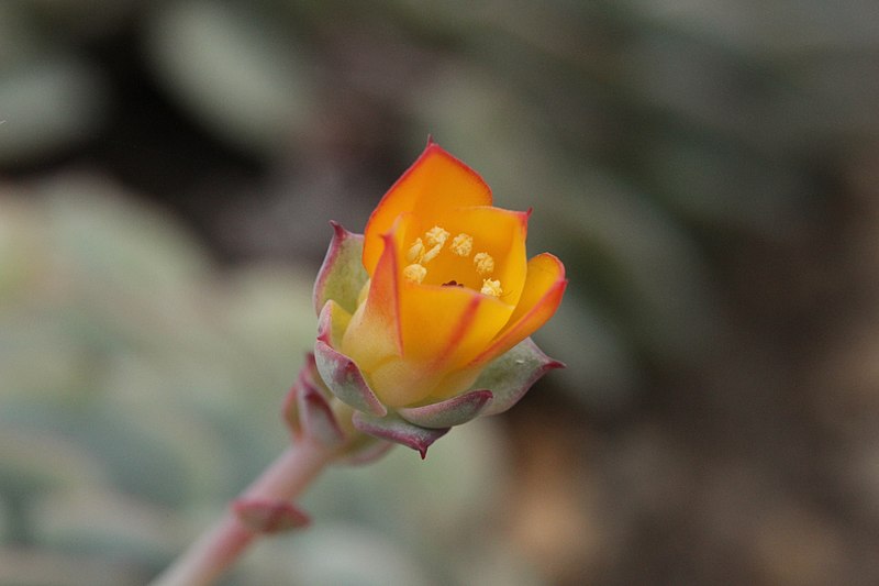 File:Painted-lady - Echeveria derenbergii (40079415715).jpg