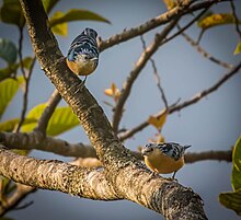 Pasangan yang Indah Nuthatch.jpg