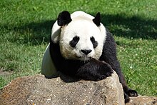photographique d'un panda