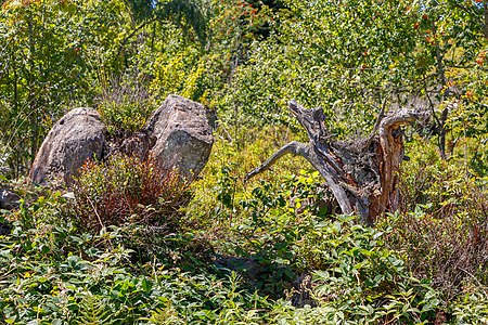 Panoramic trail Northern Black Forest