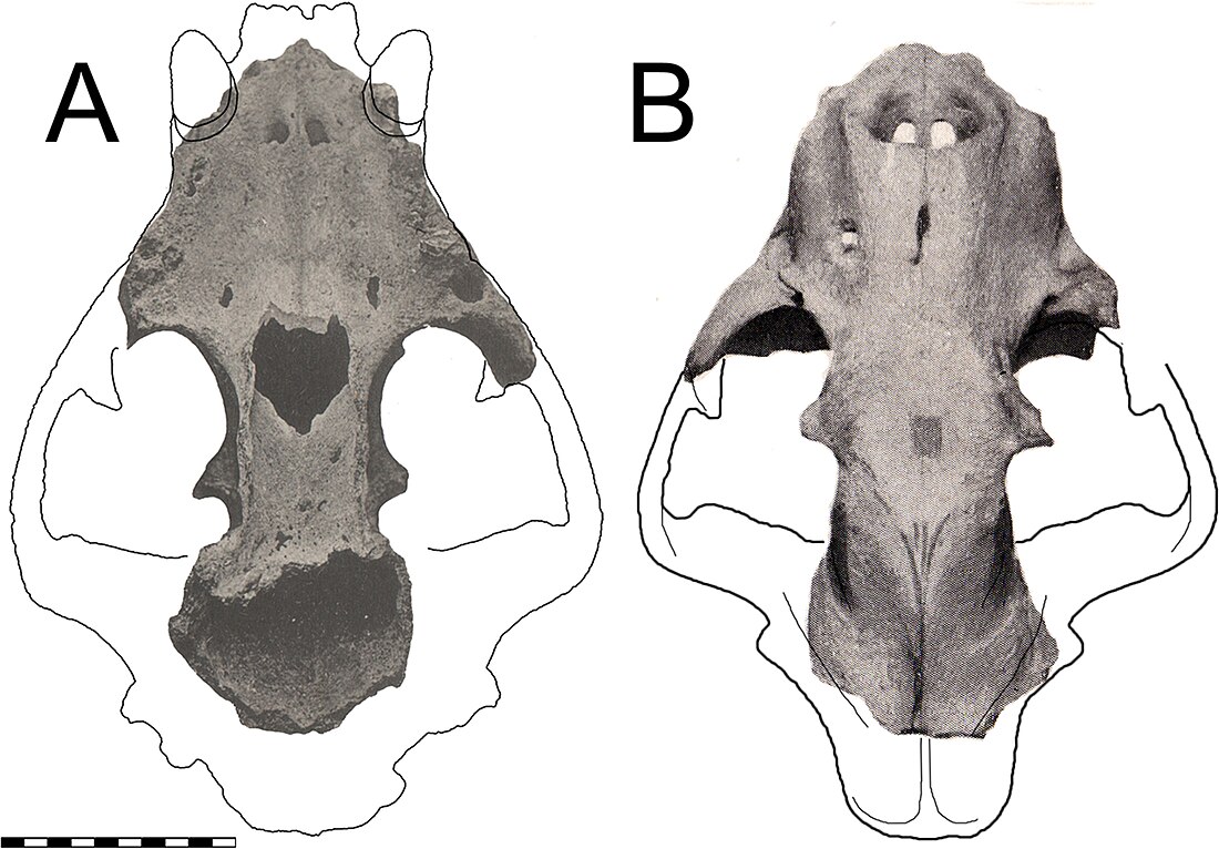 Panthera onca mesembrina