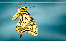 Papilio machaon 04 04102009.jpg