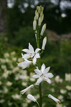 Beskrivelse af Paradisea lusitanica closeup.JPG-billede.