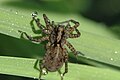 female Pardosa agricola