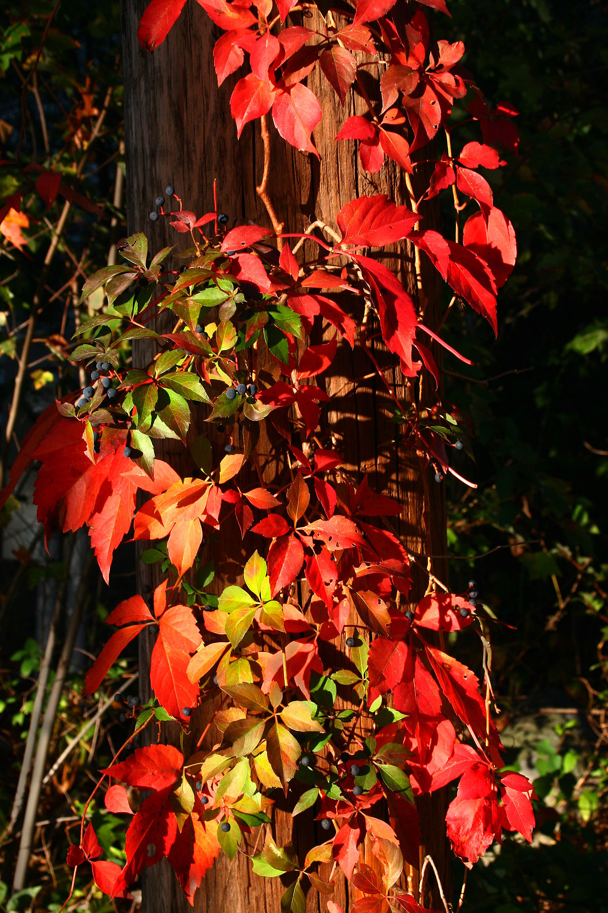 Parthenocissus quinquefolia - Wikipedia