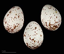 Parus major eggs (great tit ssp. major) eggs