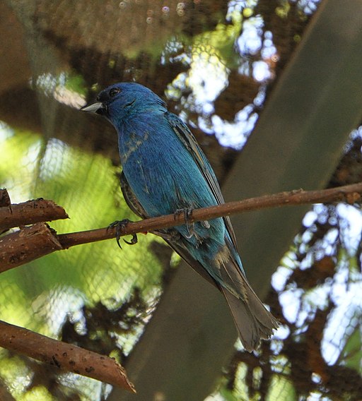 Passerina cyanea -Columbus Zoo, Ohio, USA-8a