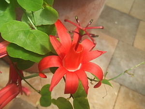 Passiflora murucuja1.jpg