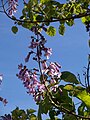 fleurs de Catalpa