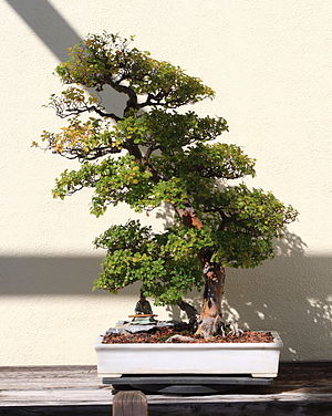 Pauper's Tea bonsai 115, October 10, 2008.jpg