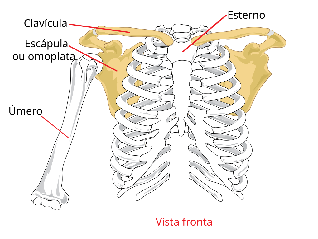 File:Pectoral girdle front diagram ko.svg - Wikipedia