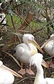 pelícano vulgar (Pelecanus onocrotalus)