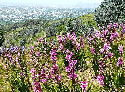 Peninsula Shale Fynbos flora on Devils Peak, Cape Town.