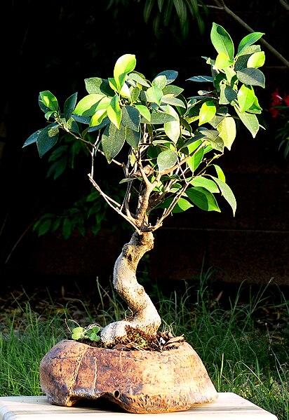 File:Penjing Ficus benjamina 1072.jpg