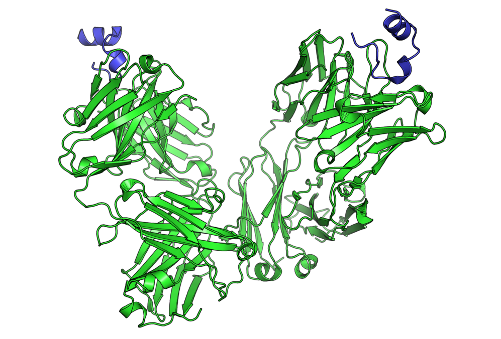 Cancer Immunotherapy-avatar