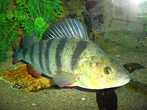 River abborre (Perca fluviatilis)