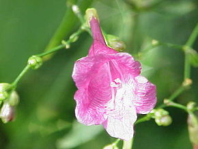 Beskrivelse af billedet Peristrophe_speciosa4.jpg.