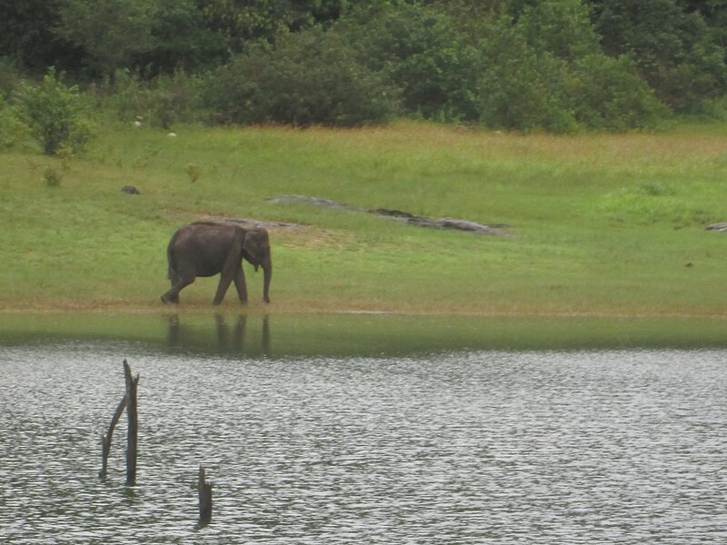 File:Periyar National Park 3.jpg