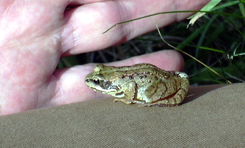 File:Petite grenouille des pres-4 (vue laterale gauche).jpg
