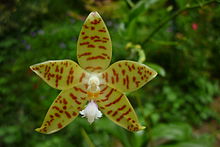 Phalaenopsis pallens (14868211765).jpg