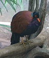 Pheasant Pigeon - Bronx Zoo.jpg
