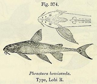<i>Phractura brevicauda</i> Species of fish