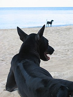 <span class="mw-page-title-main">Phu Quoc Ridgeback</span> Vietnamese breed of dog