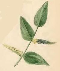 Mined leaf of Vicia sepium Phyllonorycter nigrescentella mined leaf of Vicia sepium.JPG