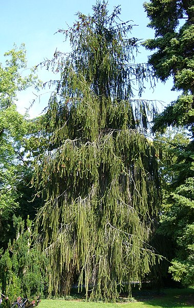 File:Picea abies 'Virgata' - Baum.jpg