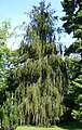 Picea abies 'Virgata' - Baum.jpg