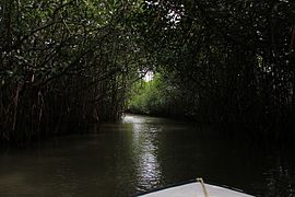Les mangroves de Pichavaram, non loin de Chidambaram (Tamil Nadu), forment la seconde plus grande mangrove du monde après les Sundarbans.