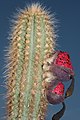 Pilosocereus goianus P.J.Braun & Esteves with ripe fruits, red pulp.jpg