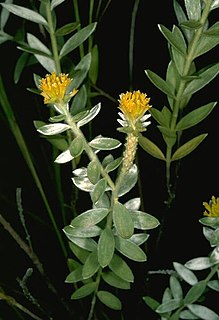 <i>Pimelea amabilis</i> Species of shrub